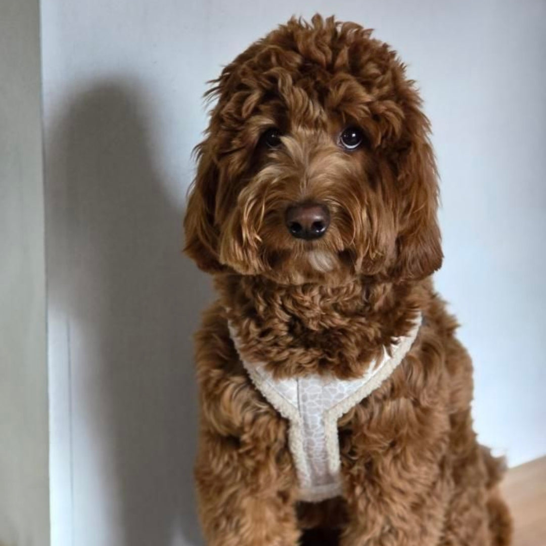 Dog Harness - Savanna Snug