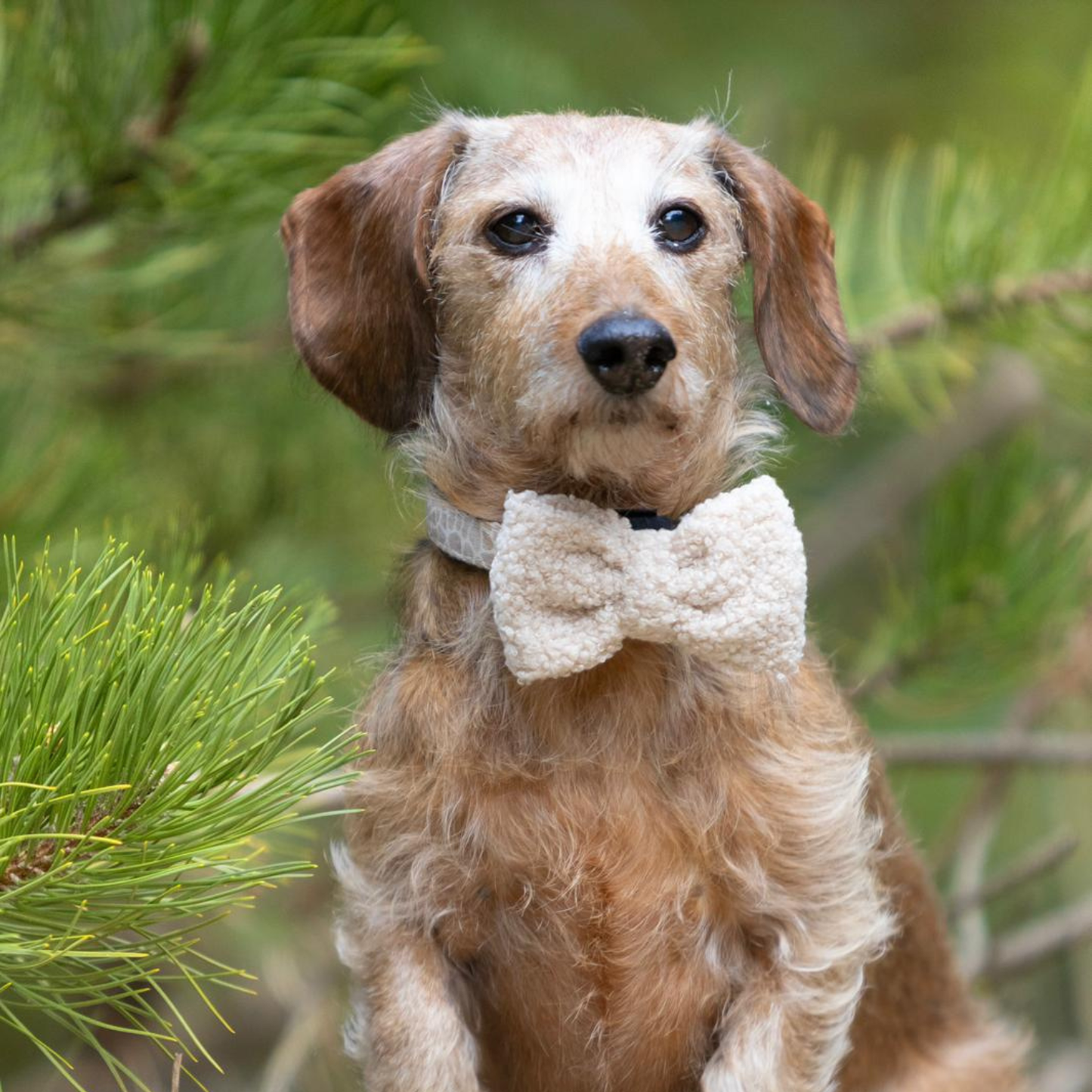 Bow Tie - Teddy Bear