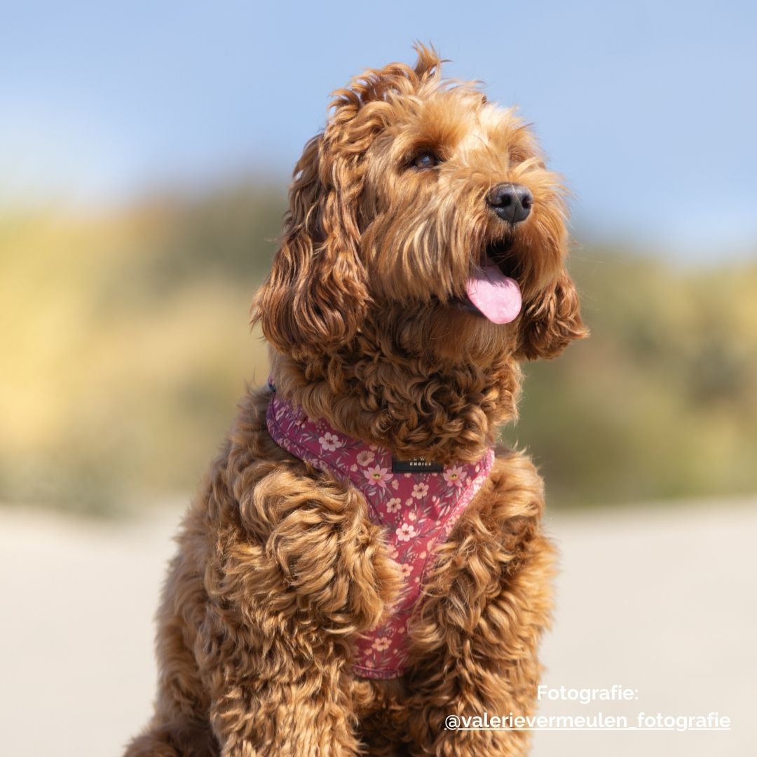 Hondentuig - FlowerPup