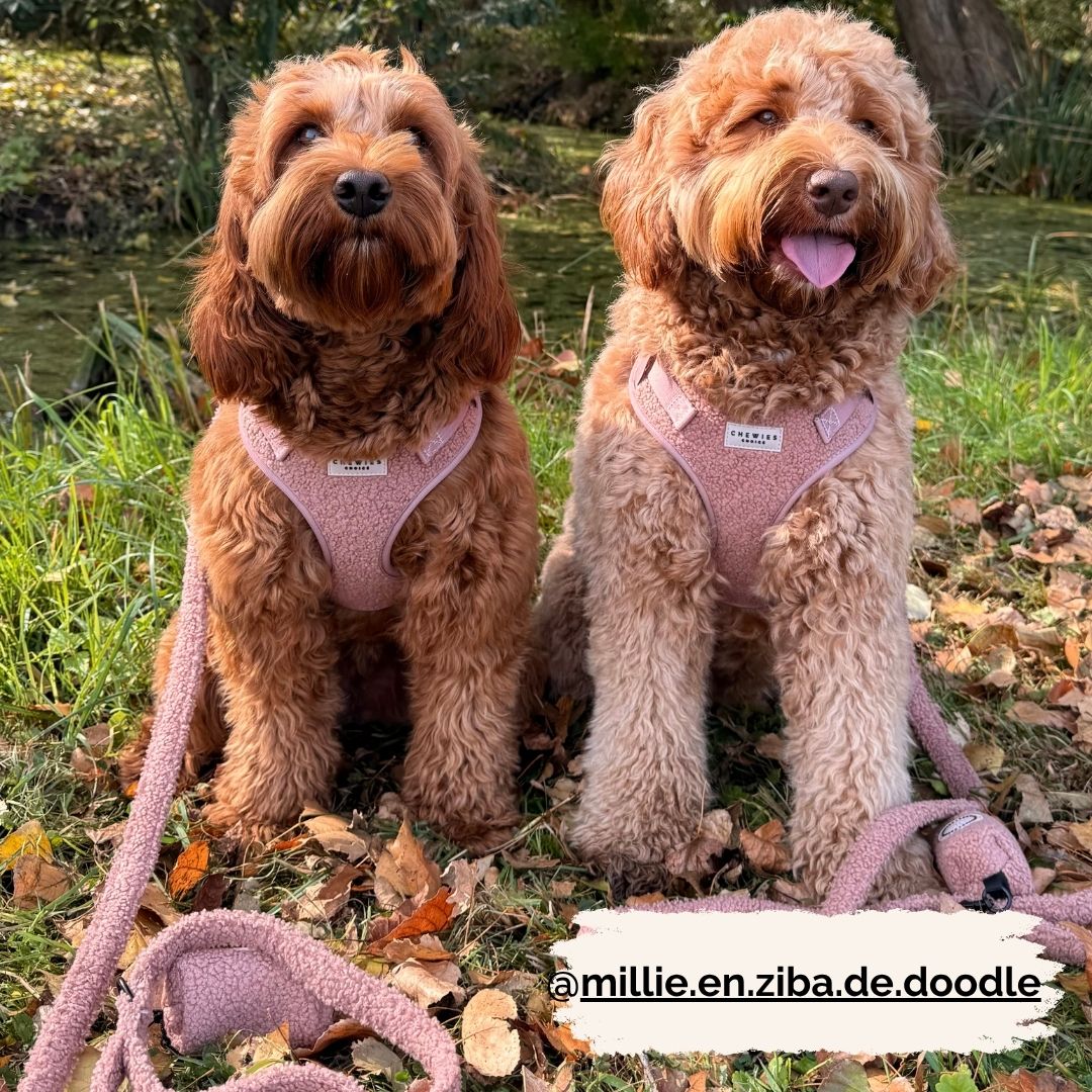 Hondenriem - Cosy Rosy