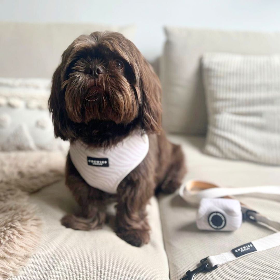 tuigje voor kleine hond