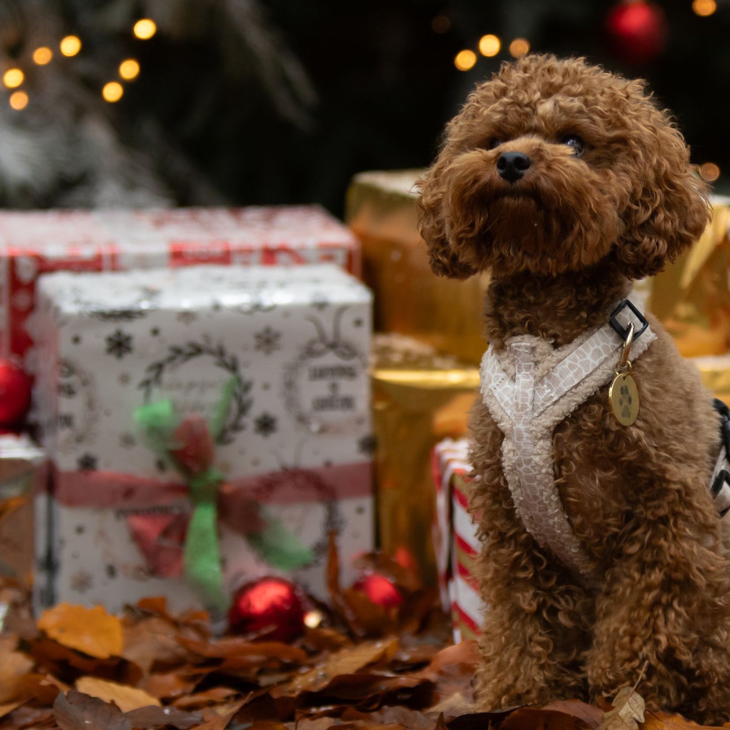 Hondentuig - Savanna Snug