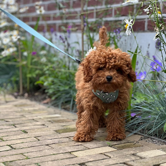 Gehoorzaamheid: Hoe leer je je hond om netjes aan de lijn te lopen?