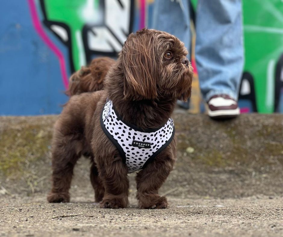 Honden Harnas of een Halsband: de beste keuze voor jouw hond