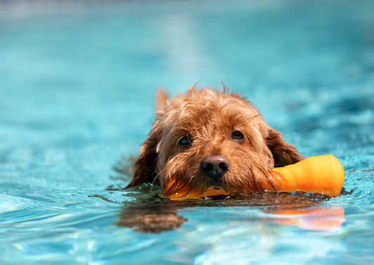 Zomer: Summer Survival Gids, voor je trouwe viervoeter 🐾