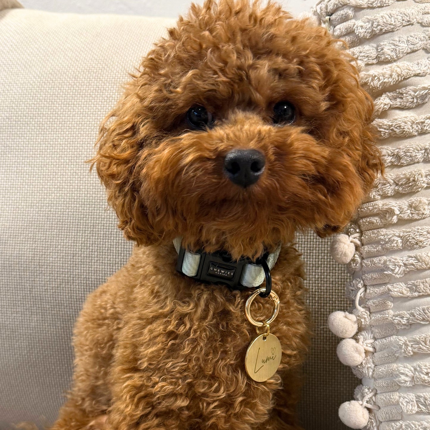 Hondenpenning - Naam