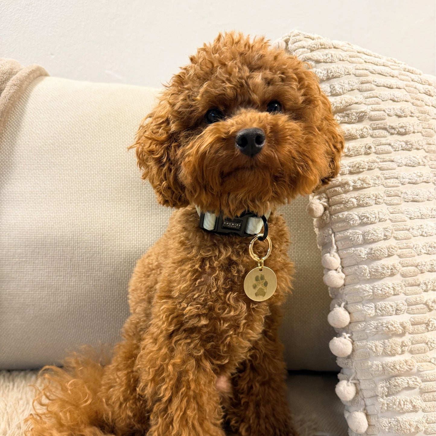 Hondenpenning - Naam + Pootafdruk