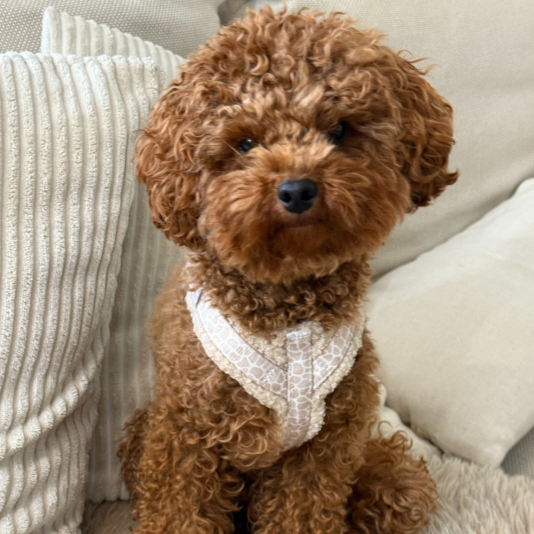 Wandelset - Savanna Snug