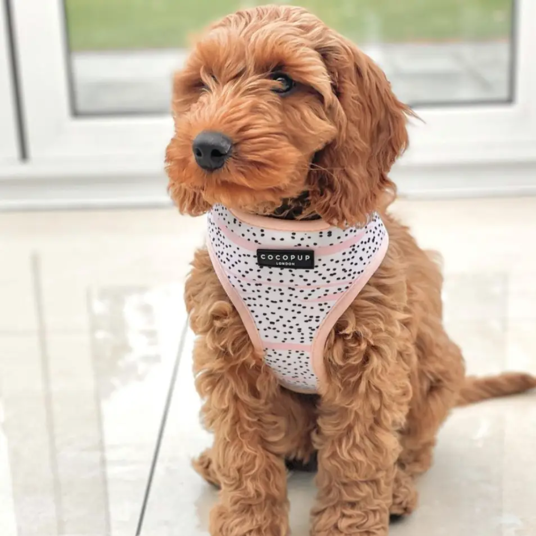 Harness - Pink Dalmation