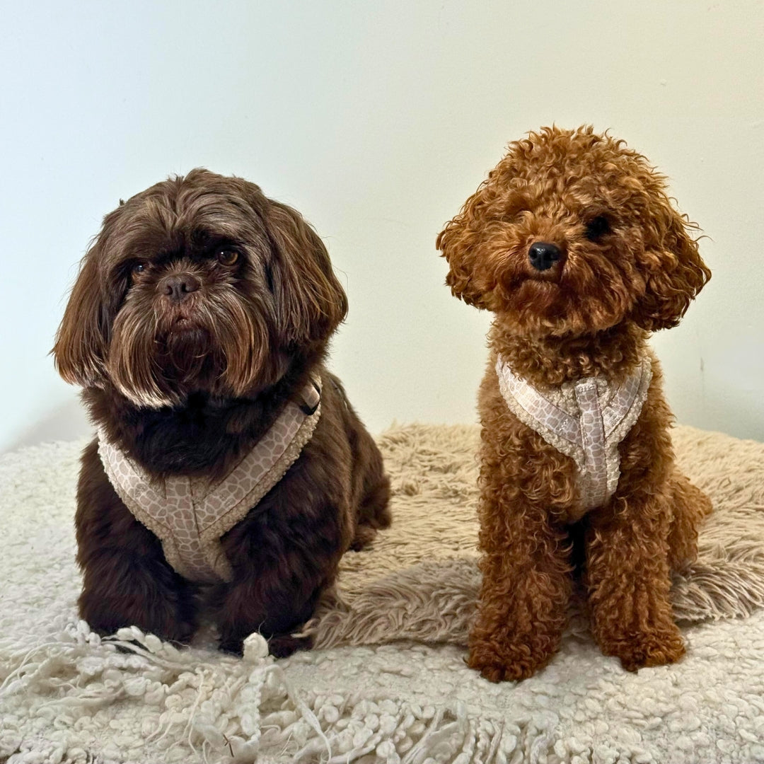 Wandelset - Savanna Snug