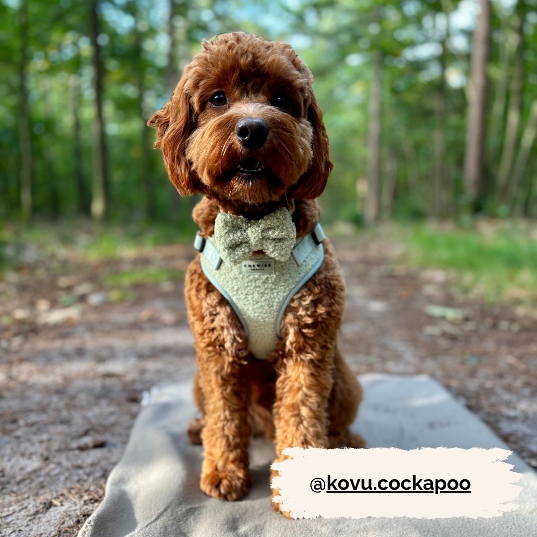 Instaptuig - Snuggly Sage