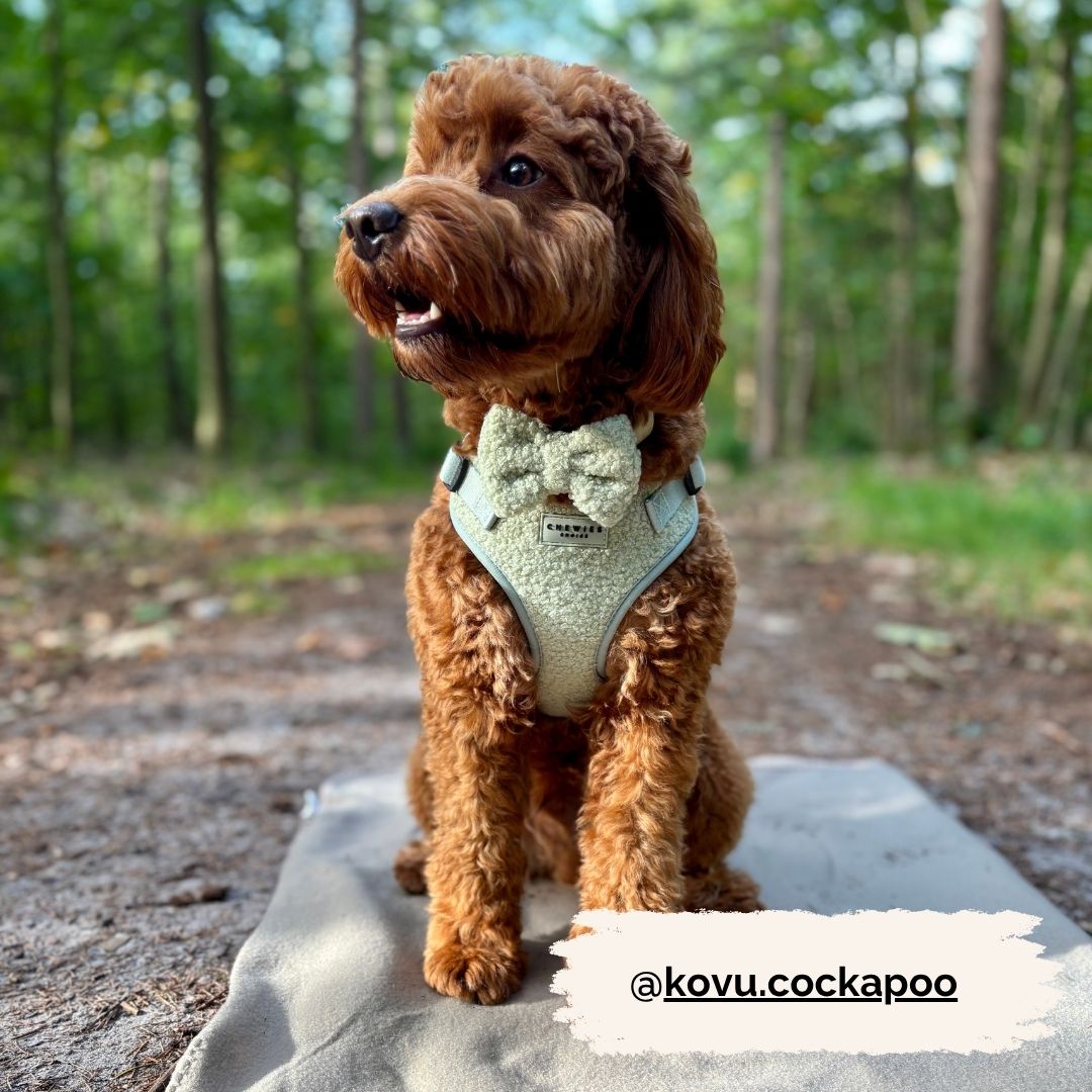 Wandelset - Snuggly Sage