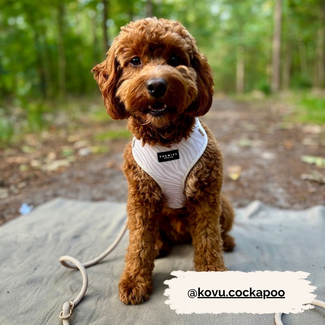 Wandelset - Desert Dream