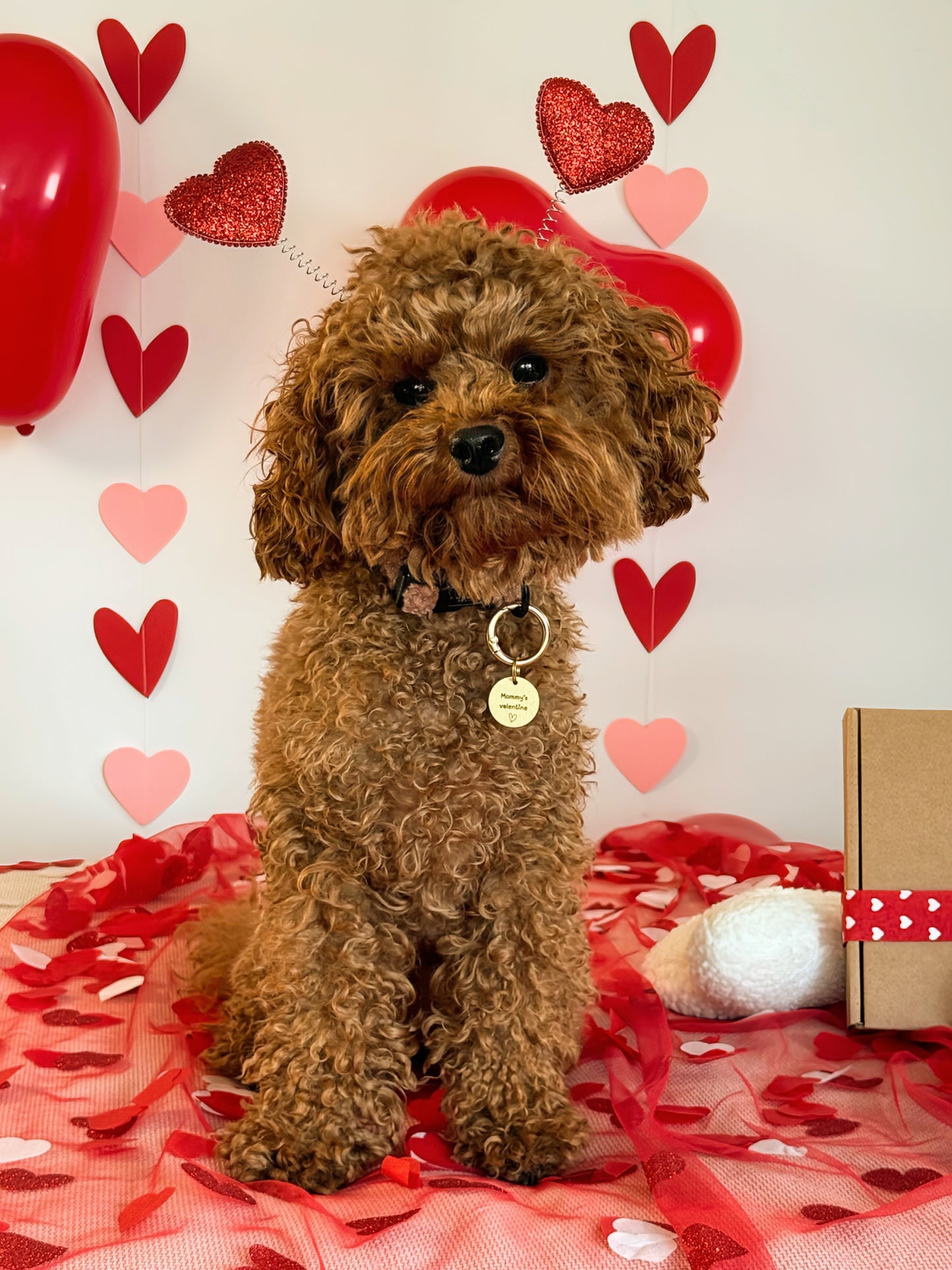 Hondenpenning Valentijn