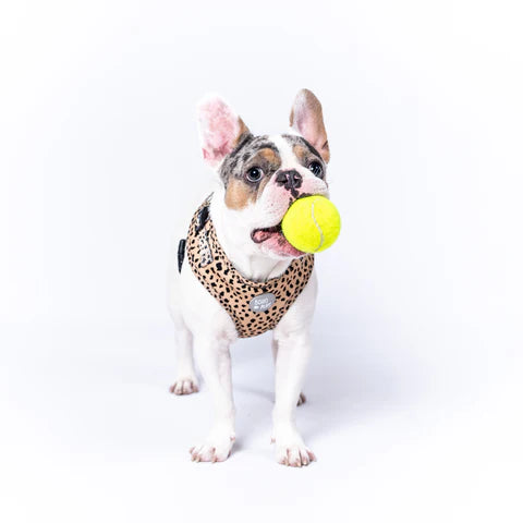 Walkie Set: Harness, Leash & Poop Bag Holder - Wild Thing