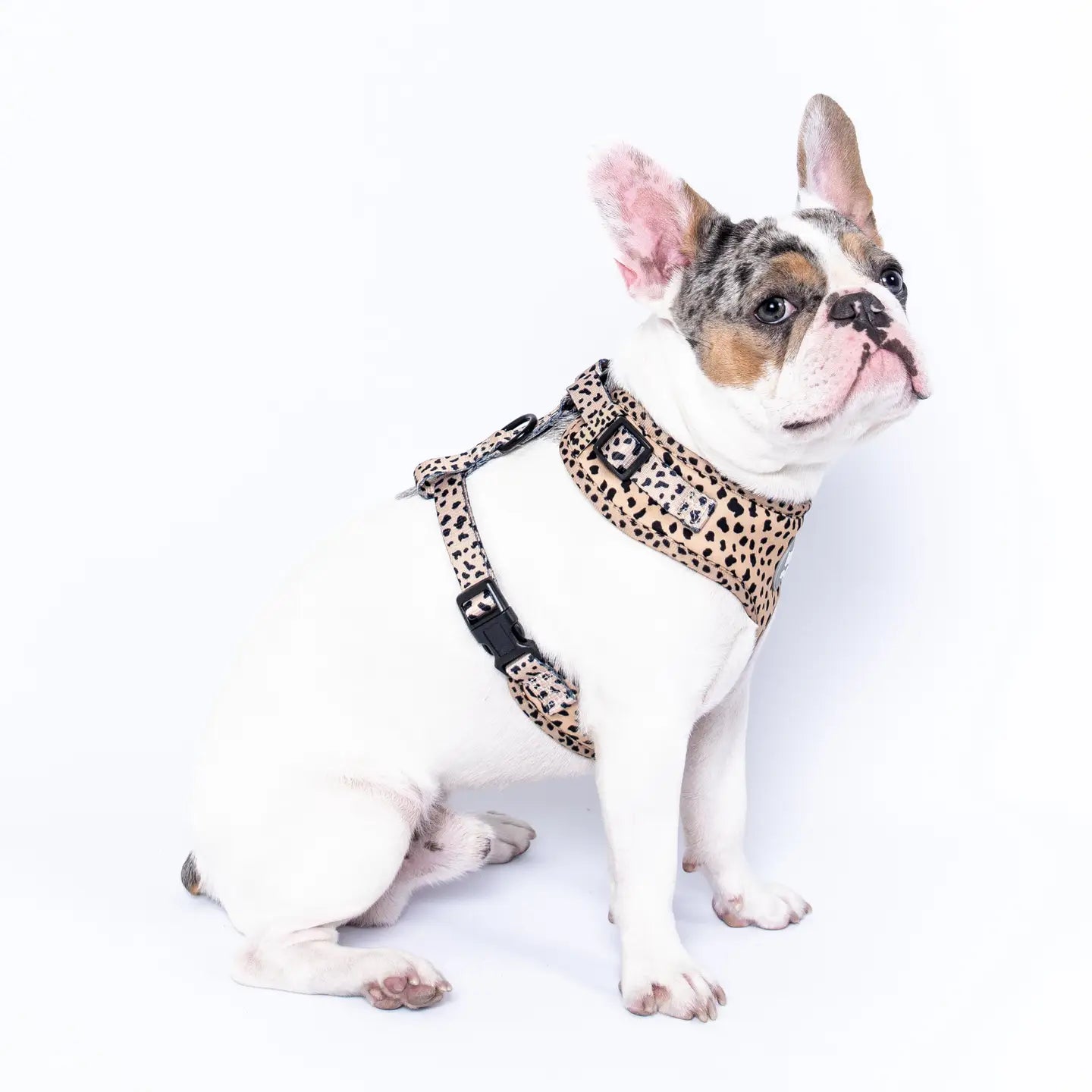 Walkie Set: Harness, Leash & Poop Bag Holder - Wild Thing