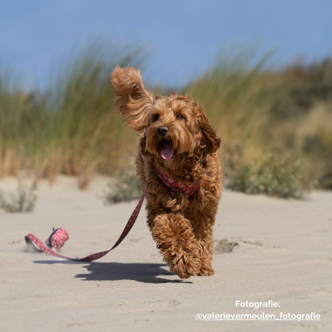 Hondenriem - FlowerPup