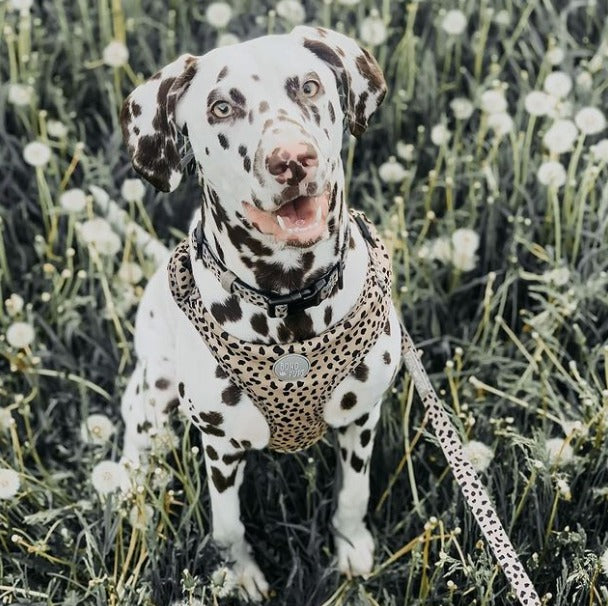 Walkie Set: Harness, Leash & Poop Bag Holder - Wild Thing