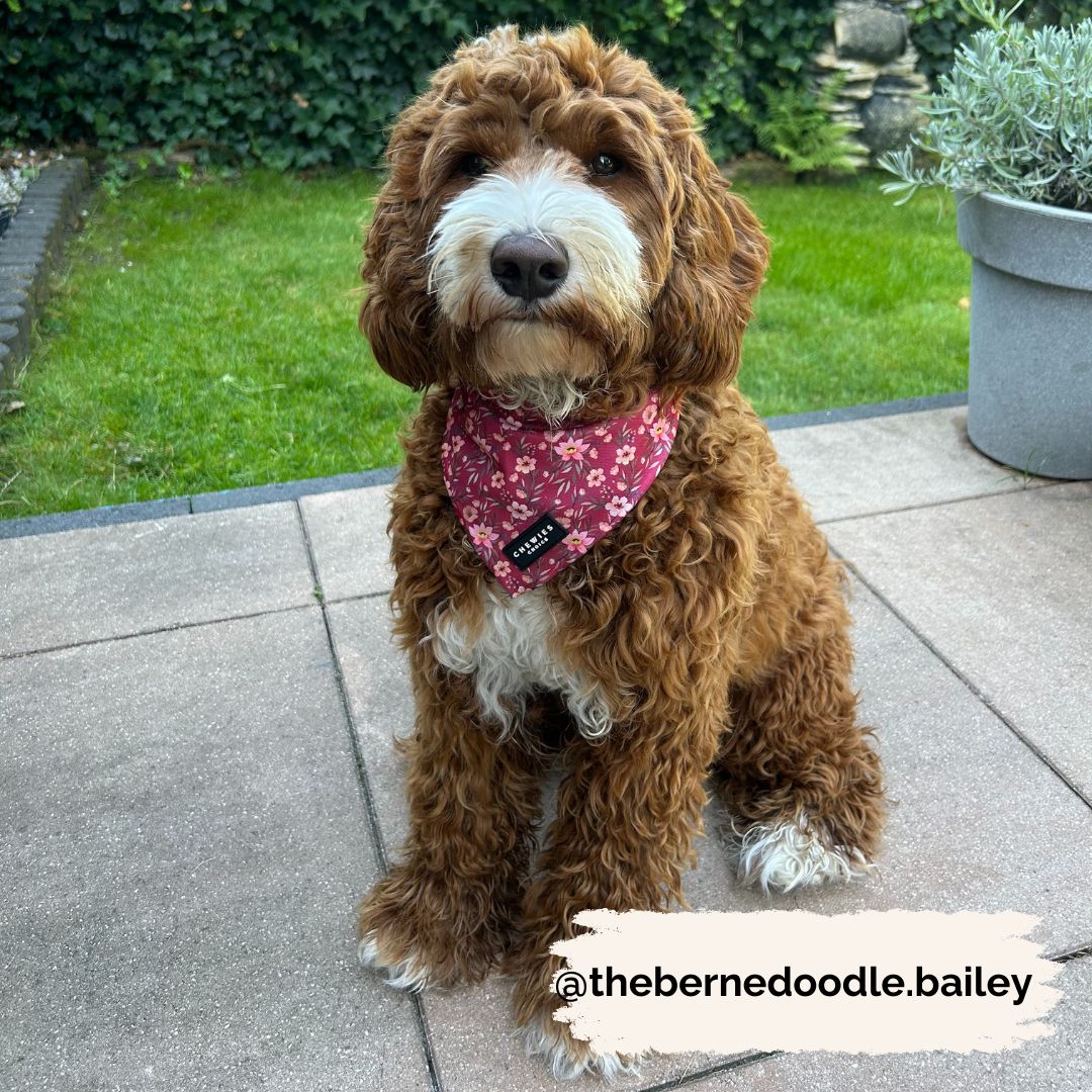 Bandana - FlowerPup