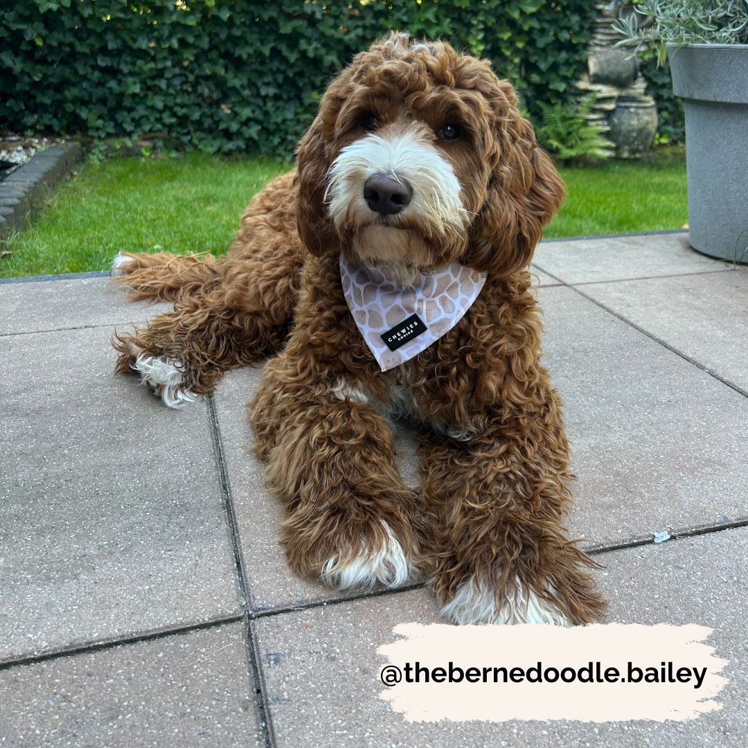 Bandana - Savanna Stroll