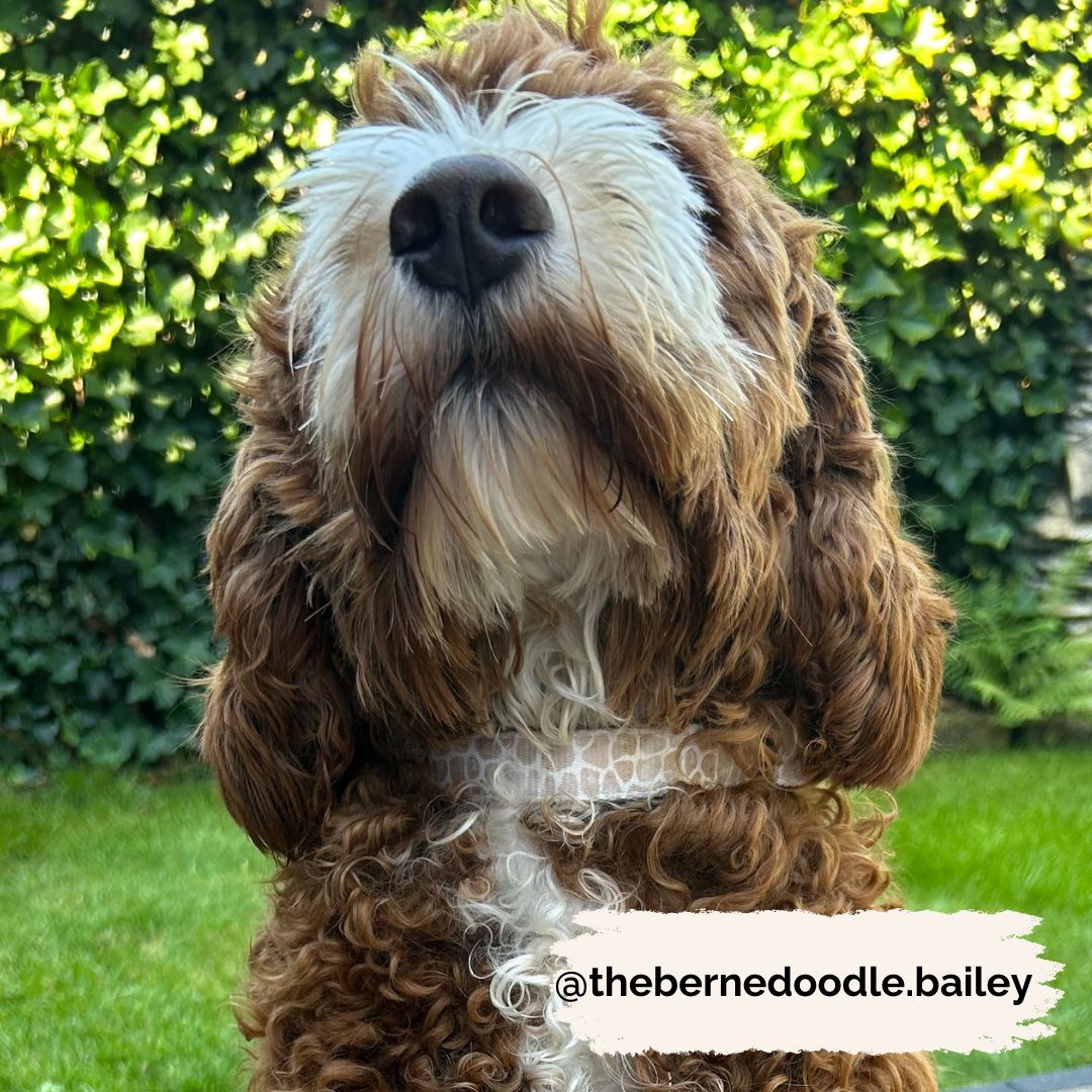 Halsband - Savanna Stroll