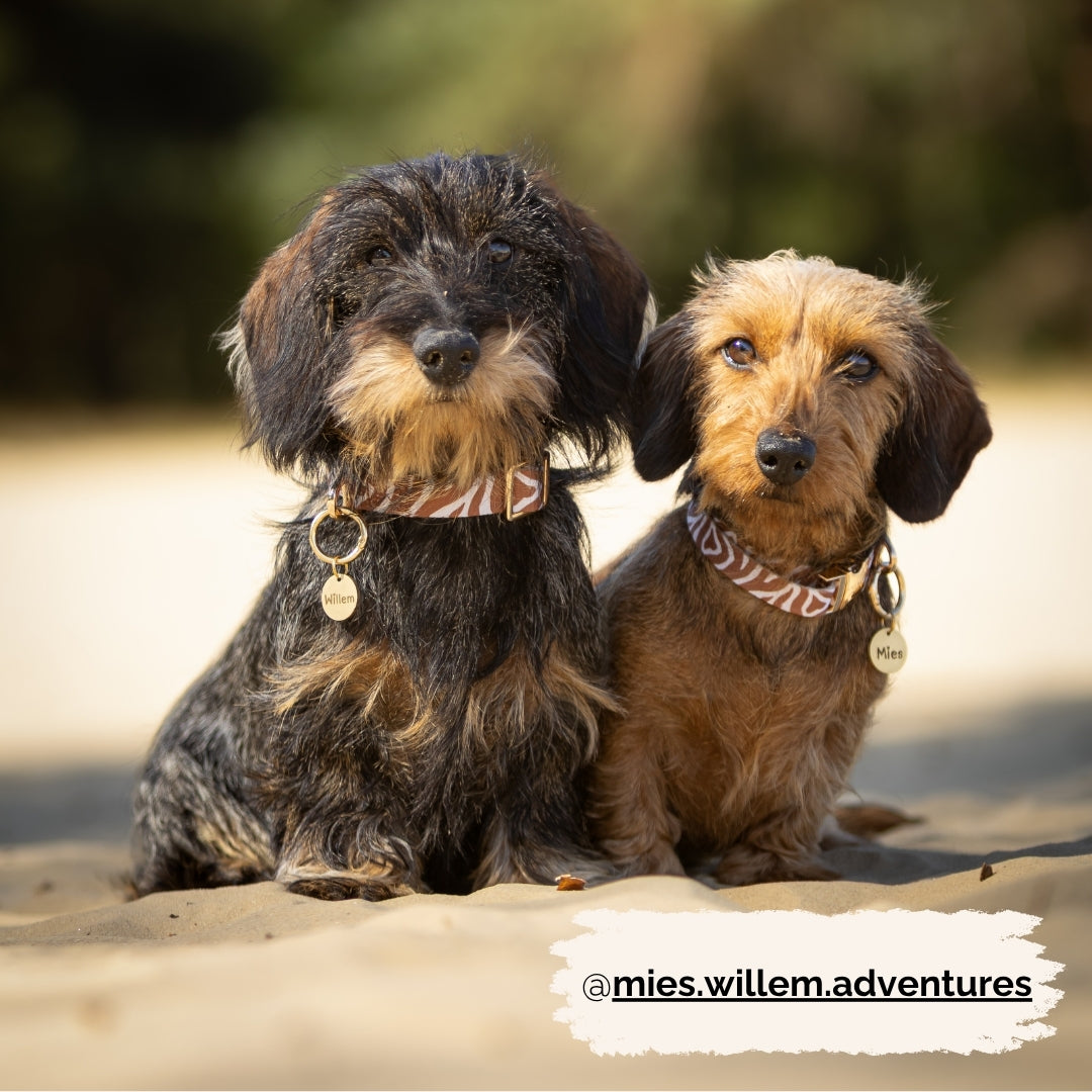 Walking Set Collar - Rusty Romance