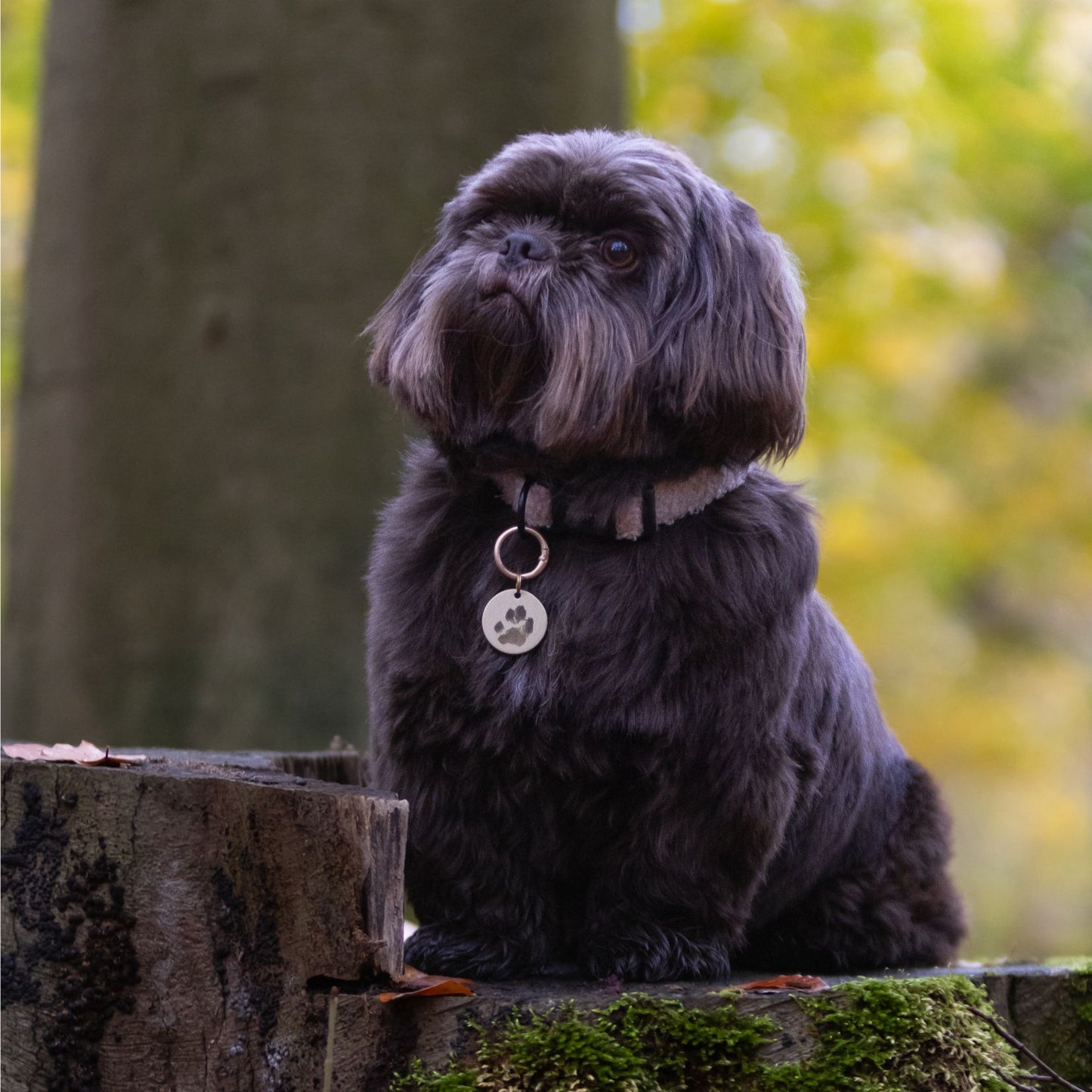 Halsband - Teddy Bear