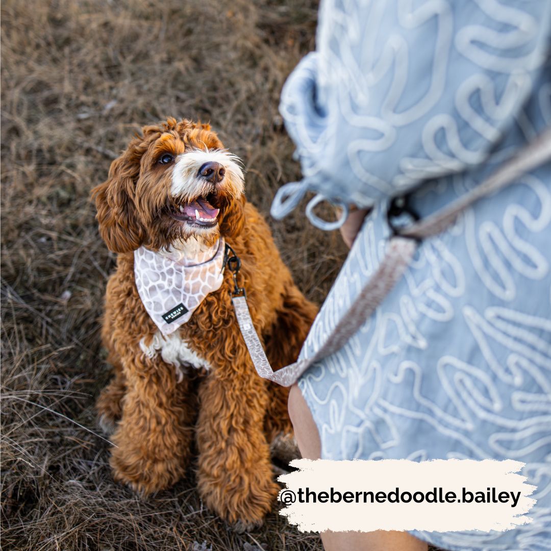 Handsfree Hondenriem - Savanna Stroll