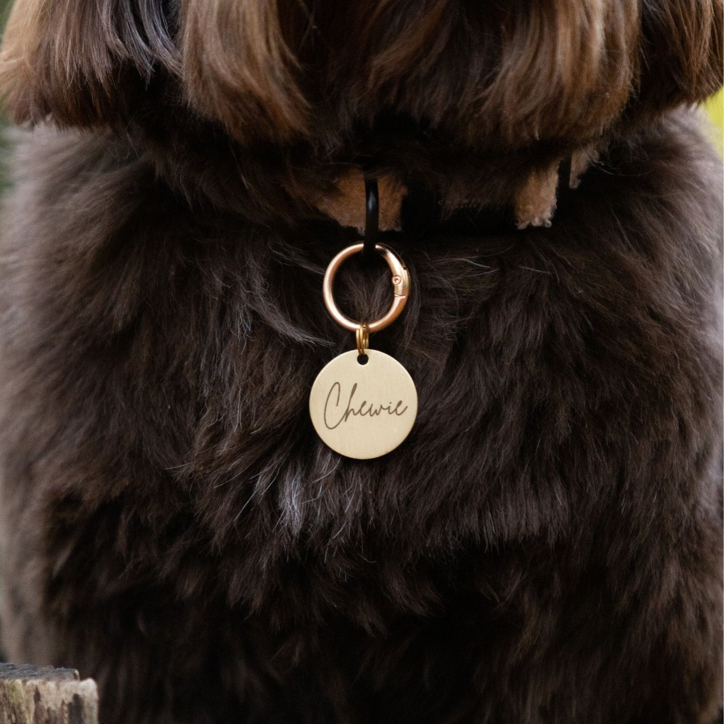 Hondenpenning - Naam