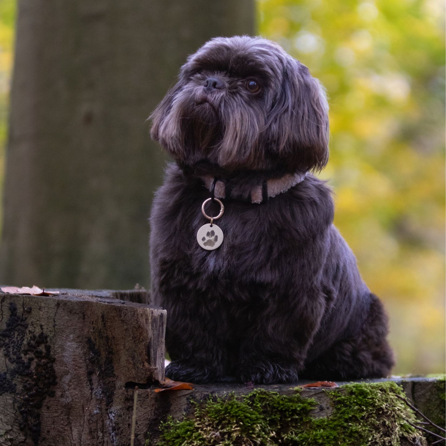 Hondenpenning - Naam + Pootafdruk