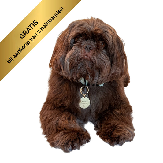 Hondenpenning Valentijn