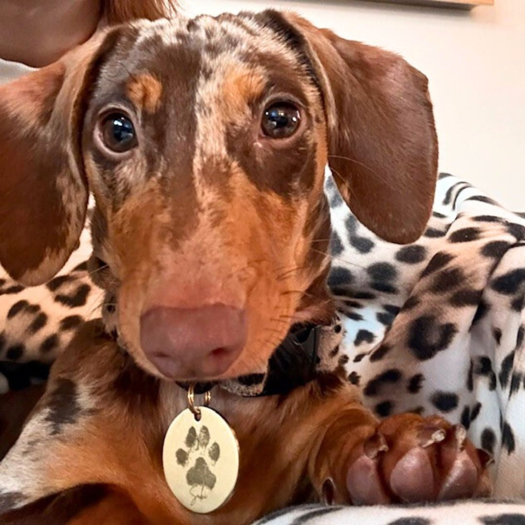 hondenpenning met naam en pootafdruk hond