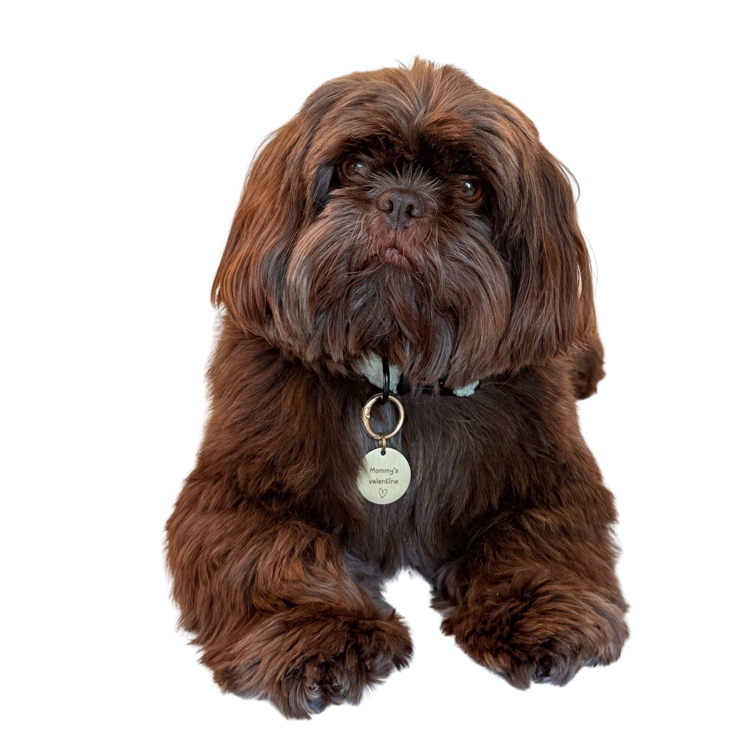 Hondenpenning met tekst