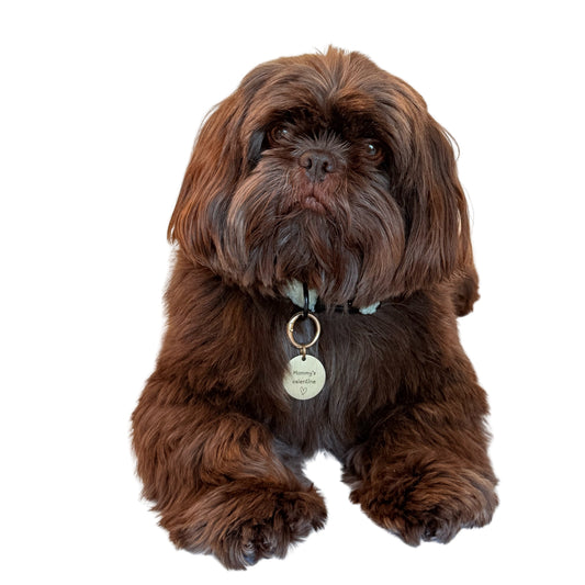 Hondenpenning met tekst