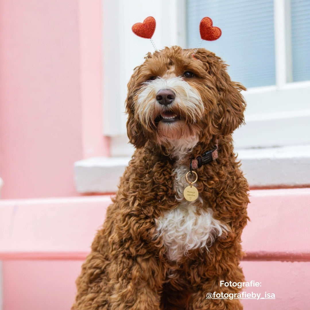 Hondenpenning met tekst