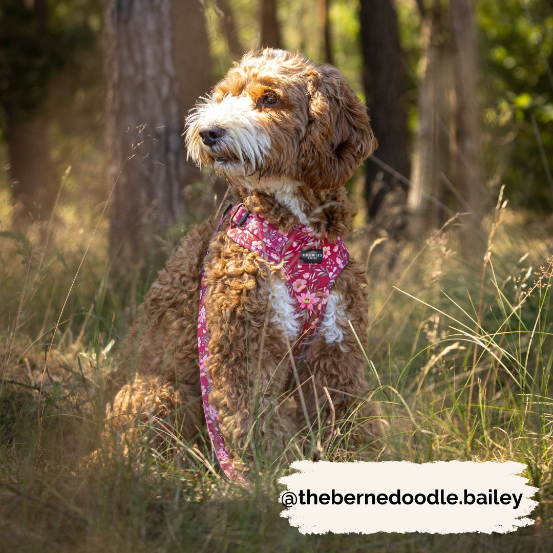 Step-in harness - FlowerPup