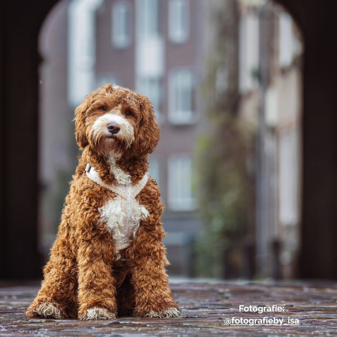 Dog Harness - Savanna Snug