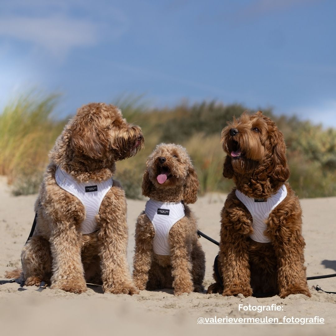 Wandelset - Desert Dream