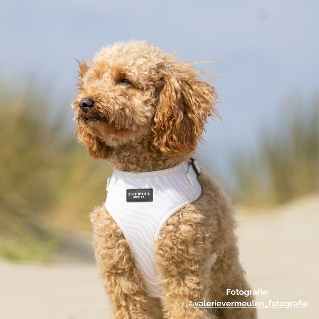 Wandelset - Desert Dream