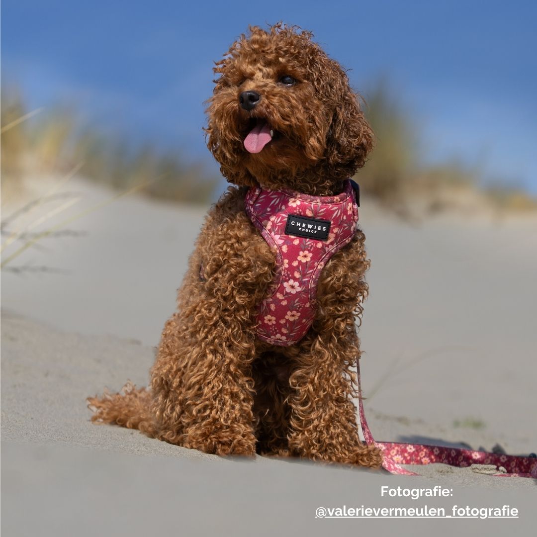 Hondentuig - FlowerPup