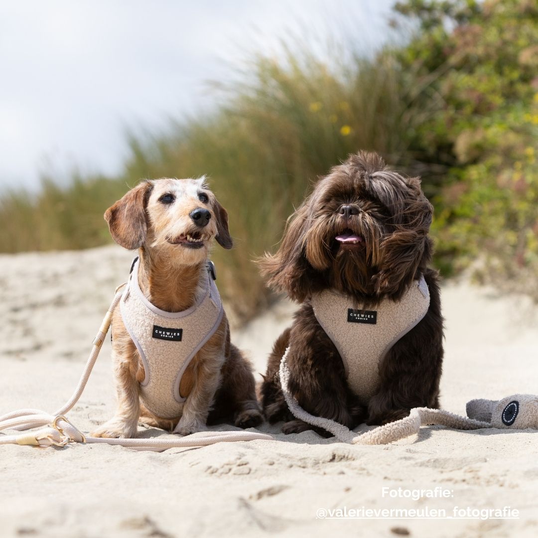 Hondentuig - Teddy Bear