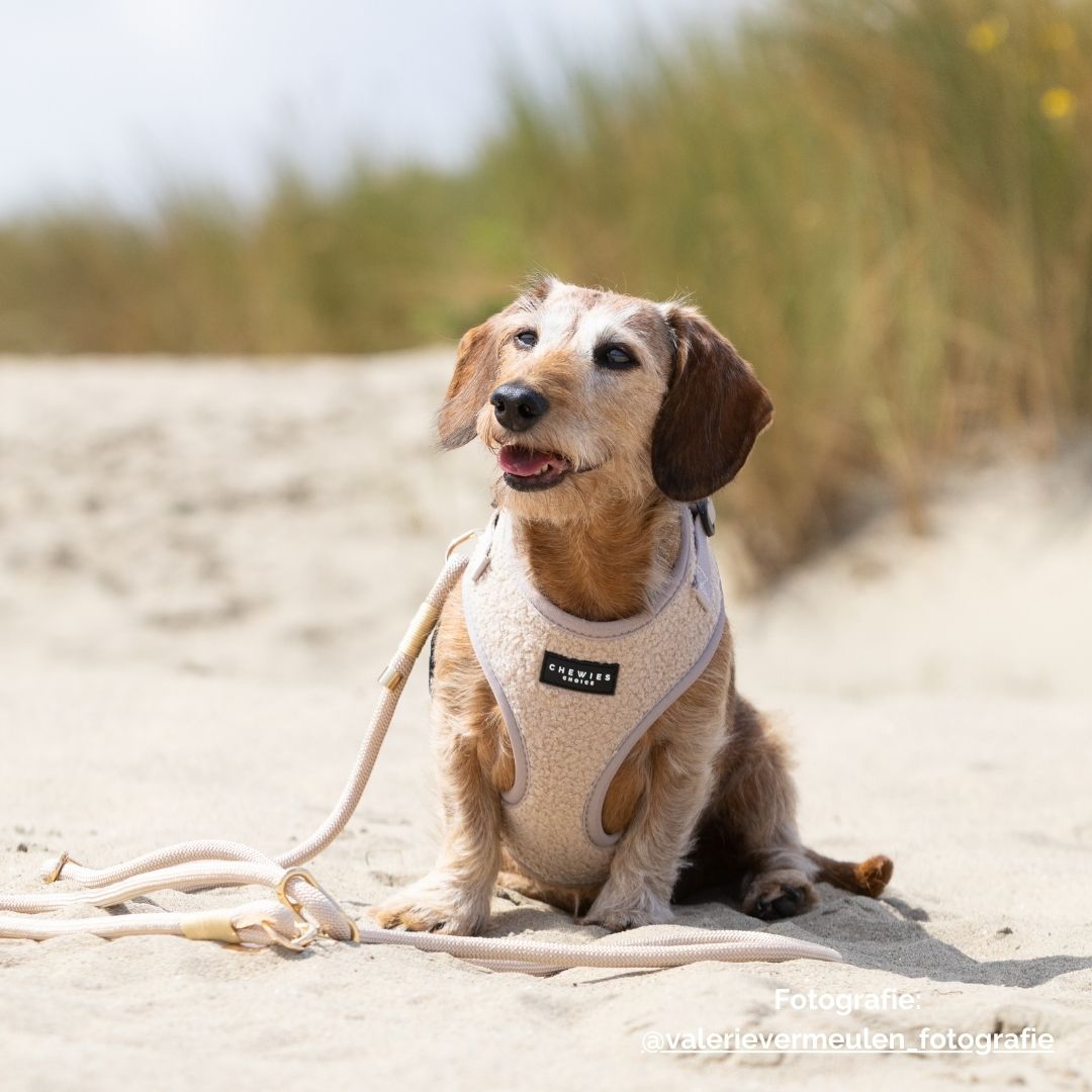 Hondentuig - Teddy Bear