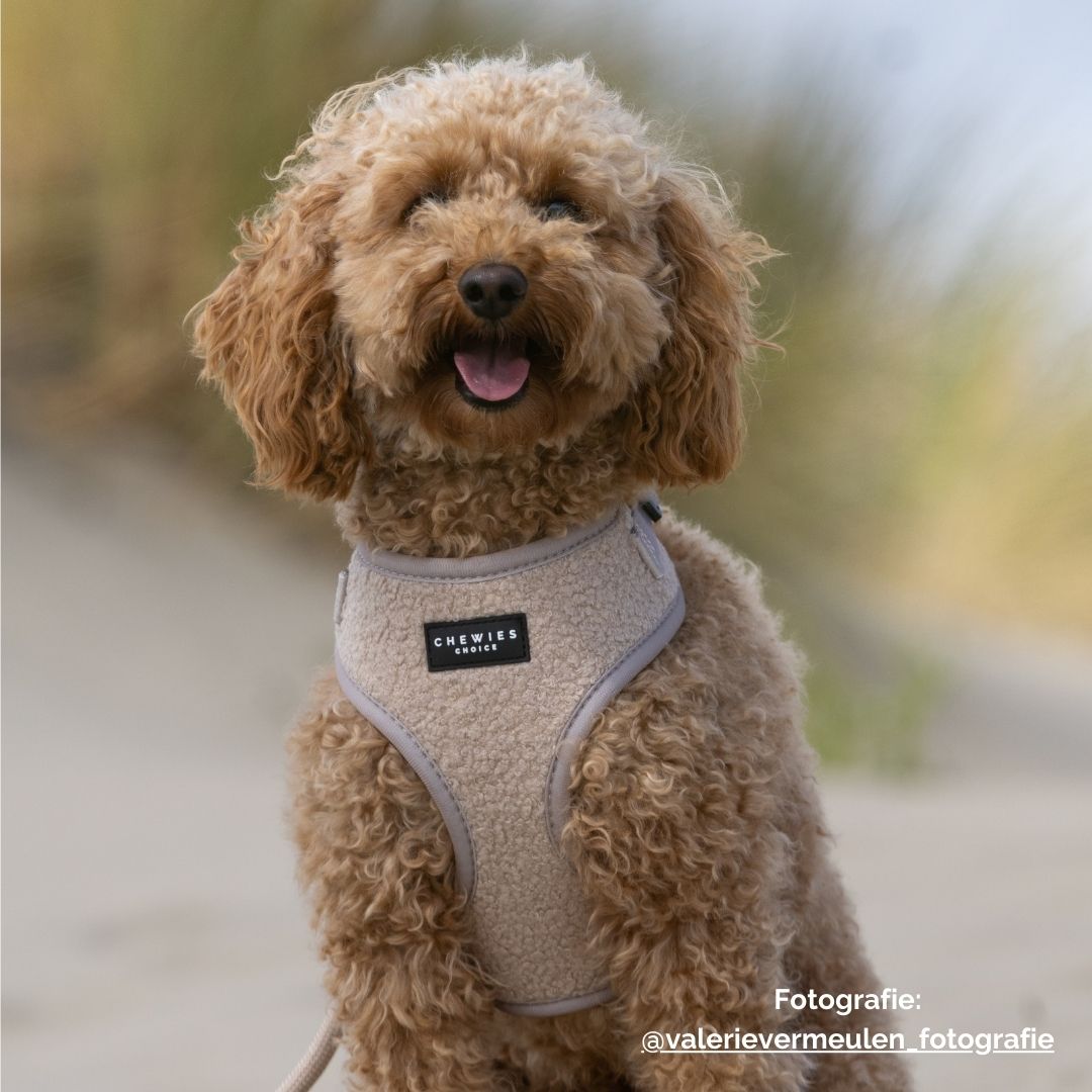 Hondentuig - Teddy Bear