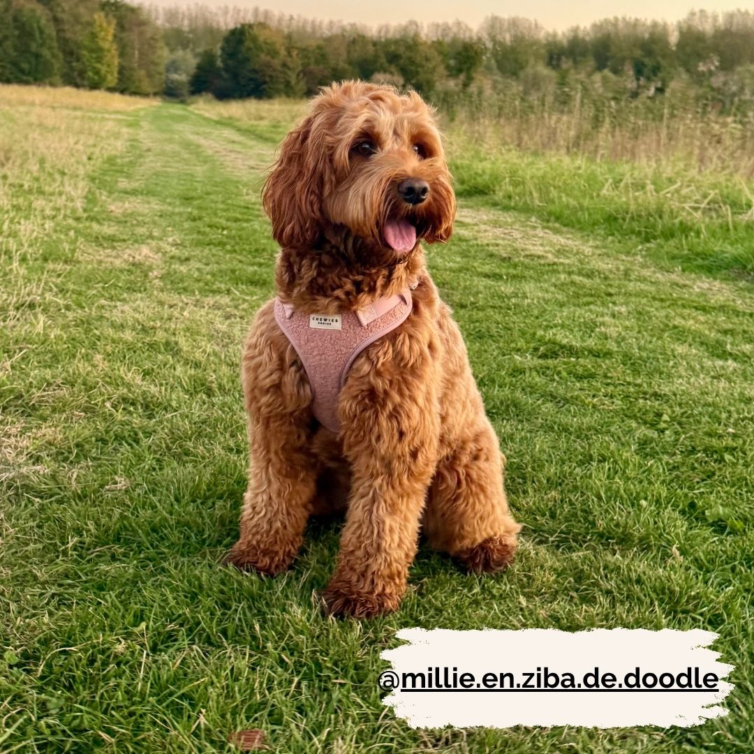 Wandelset - Cosy Rosy