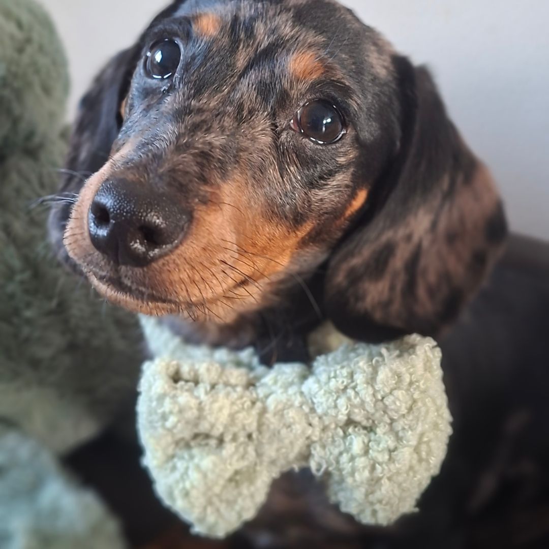 Strik - Snuggly Sage