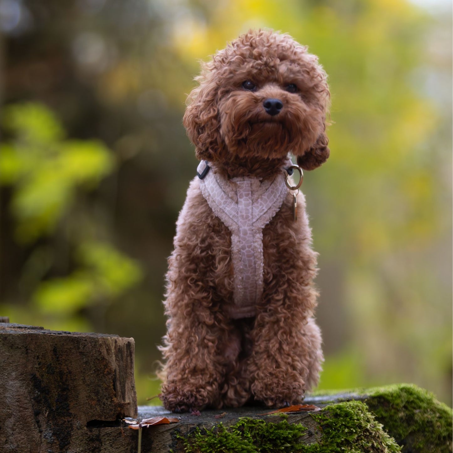 Wandelset - Savanna Snug