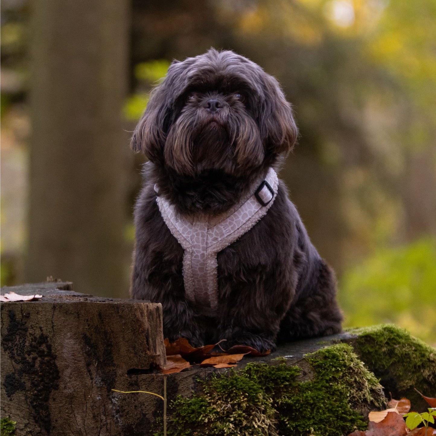 Wandelset - Savanna Snug