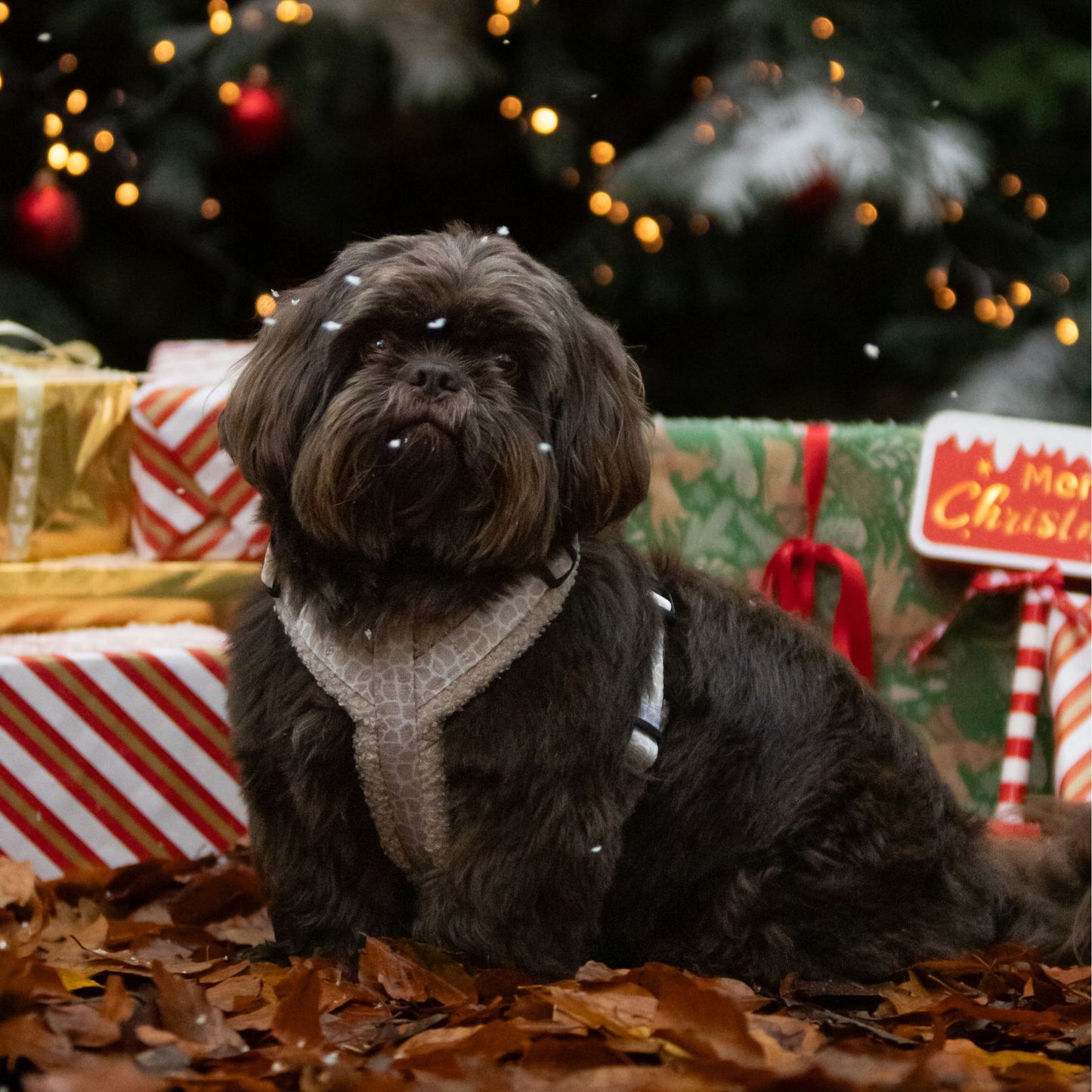 Wandelset - Savanna Snug