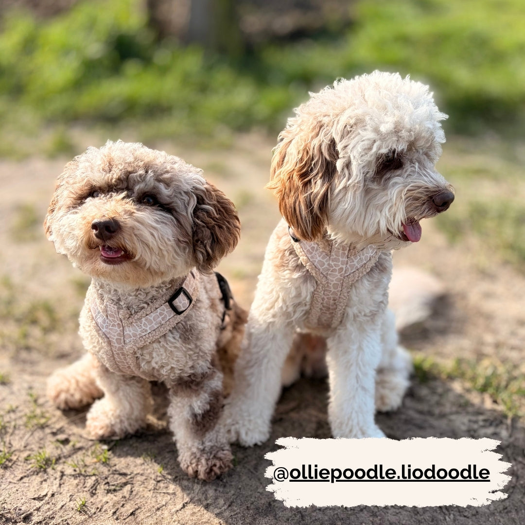 Hondentuig - Savanna Snug